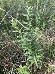 Pentanema helveticum