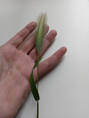 Hordeum