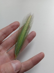 Hordeum