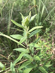 Pentanema helveticum