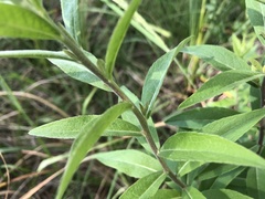 Pentanema helveticum