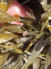 Bittiolum alternatum
