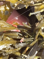 Bittiolum alternatum