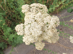 Achillea ligustica