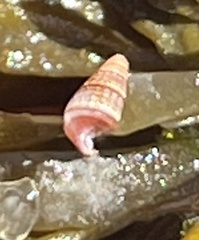 Bittiolum alternatum