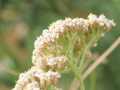 Achillea ligustica