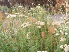 Achillea ligustica