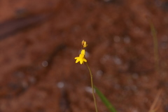 Utricularia chrysantha