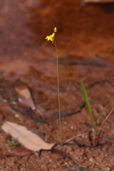 Utricularia chrysantha