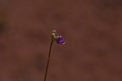 Utricularia caerulea
