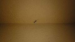 Tarentola mauritanica