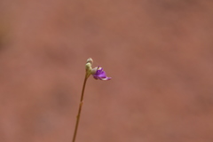 Utricularia caerulea