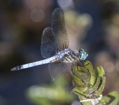 Pachydiplax longipennis