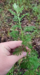 Artemisia abrotanum