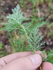 Artemisia abrotanum