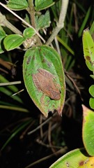Dendropsophus minutus