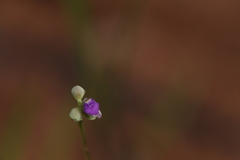 Utricularia caerulea