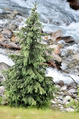Picea smithiana