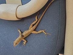 Anolis sagrei