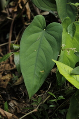 Syngonium chiapense