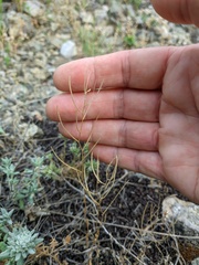 Arabis recta