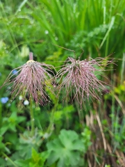 Pulsatilla violacea