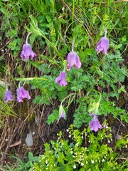 Pulsatilla violacea