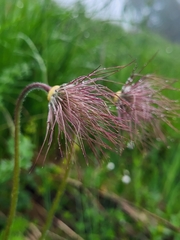 Pulsatilla violacea