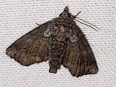 Paectes pygmaea