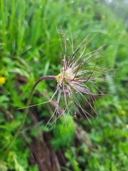Pulsatilla violacea
