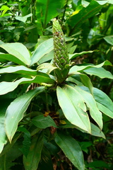 Costus guanaiensis macrostrobilus