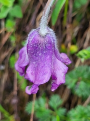Pulsatilla violacea