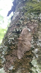 Philereme transversata