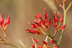 Haemodorum coccineum