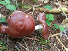Rhodocollybia prolixa distorta