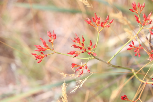 Image of Haemodorum coccineum by (c) Hugo Innes, some rights reserved (CC BY)
