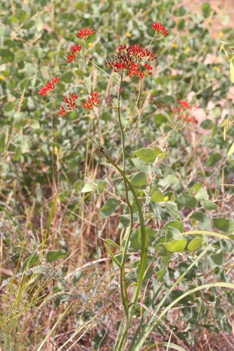 Image of Haemodorum coccineum by (c) Hugo Innes, some rights reserved (CC BY)
