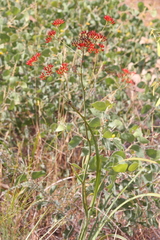 Haemodorum coccineum