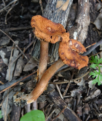 Lactarius subserifluus