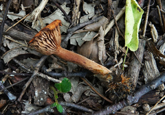 Lactarius subserifluus