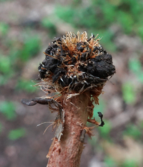 Lactarius subserifluus