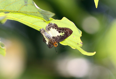 Gerosis phisara