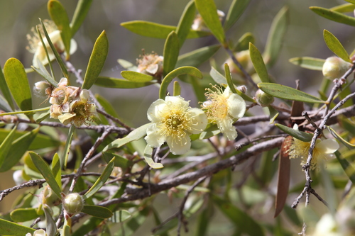 Neofabricia myrtifolia, photograph 6