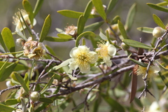 Neofabricia myrtifolia, photograph (c) Hugo Innes, some rights reserved (CC BY)