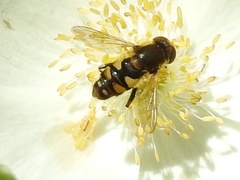 Parhelophilus obsoletus