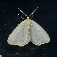 Macaria argillacearia