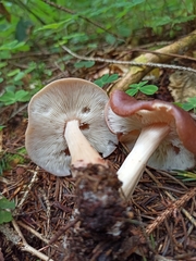 Rhodocollybia prolixa distorta