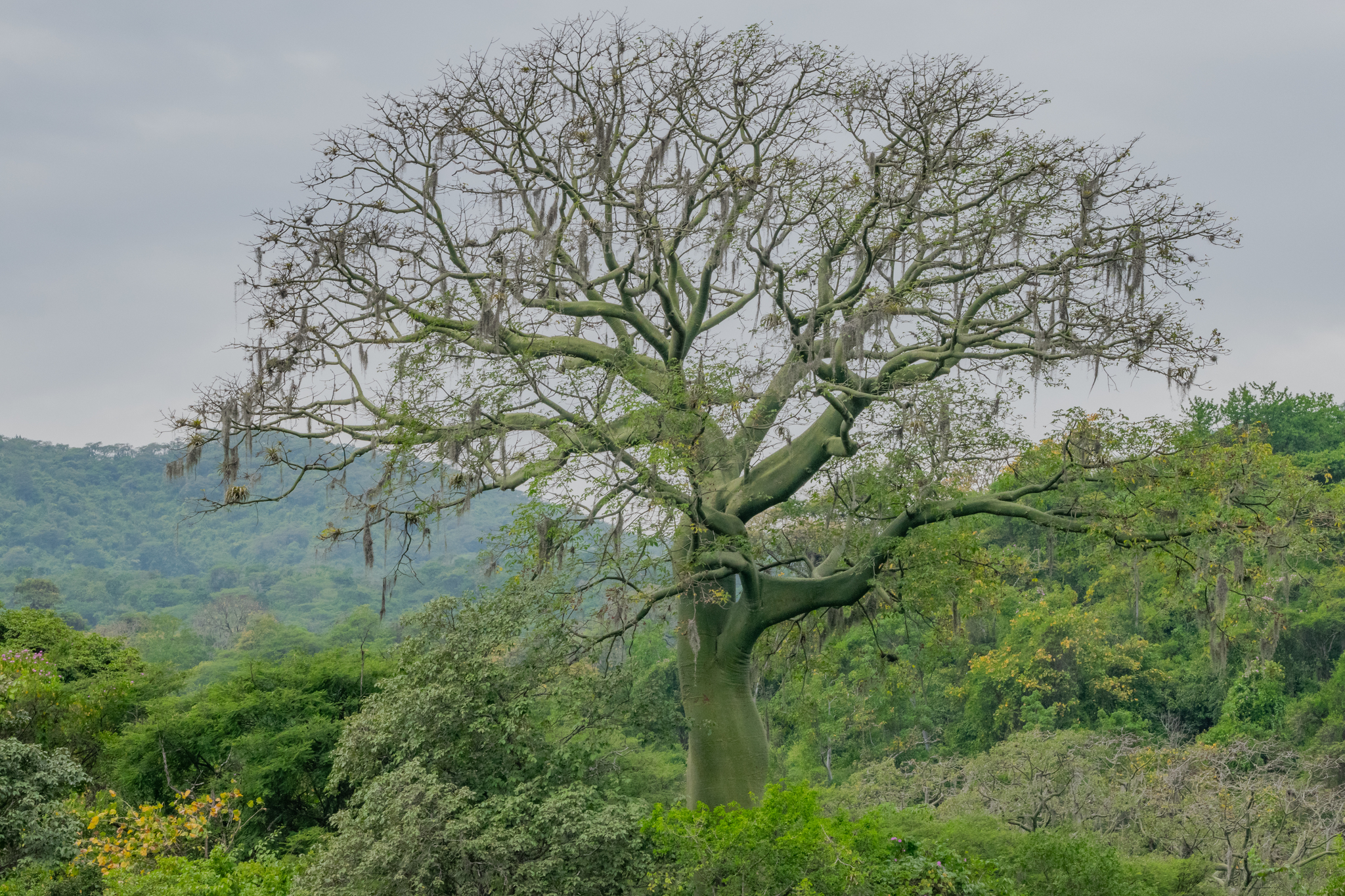 Ceiba image