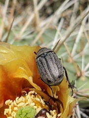 Phyllophaga lanceolata