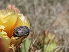 Phyllophaga lanceolata